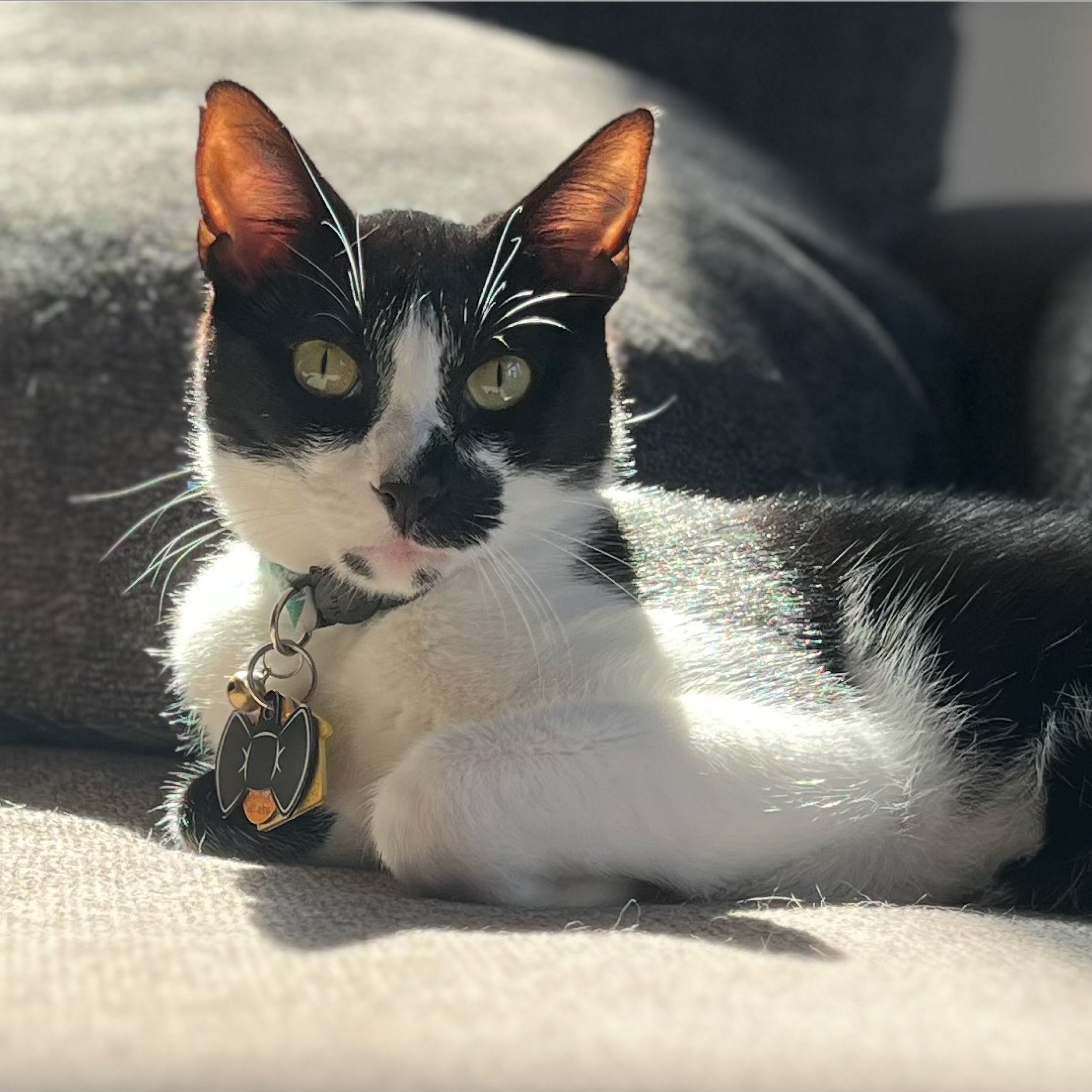 Black Cat - Amigurumi