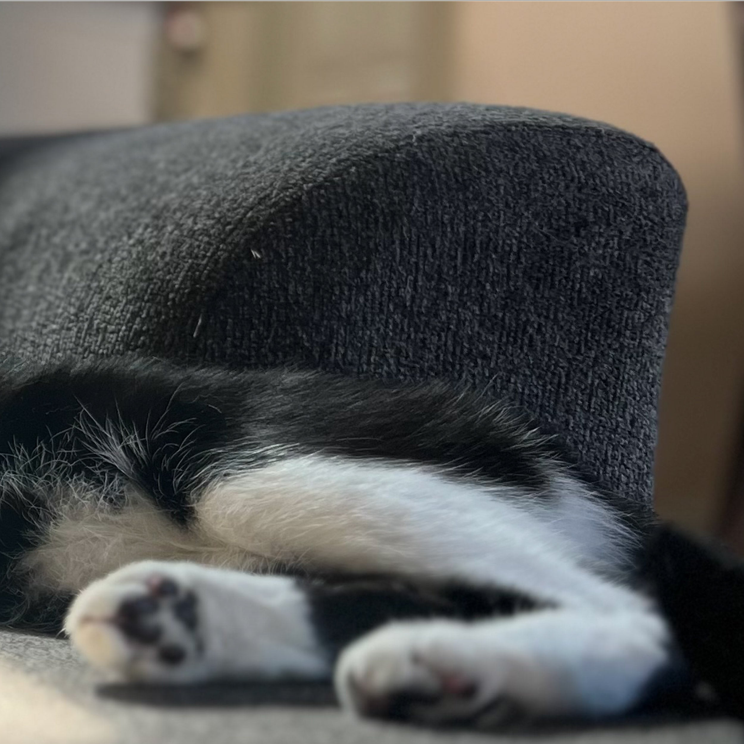 Black Cat - Amigurumi